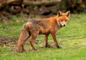 San Juan Islands are home to the red fox among other animals